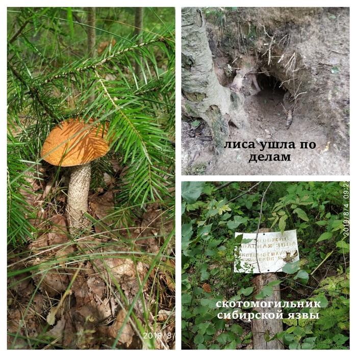 Surprises in the forest - My, Forest, Anthrax, Surprise