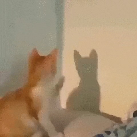 Двое: Я и моя тень Кот, Котята, Домашние животные, Тень, Стена, Гифка