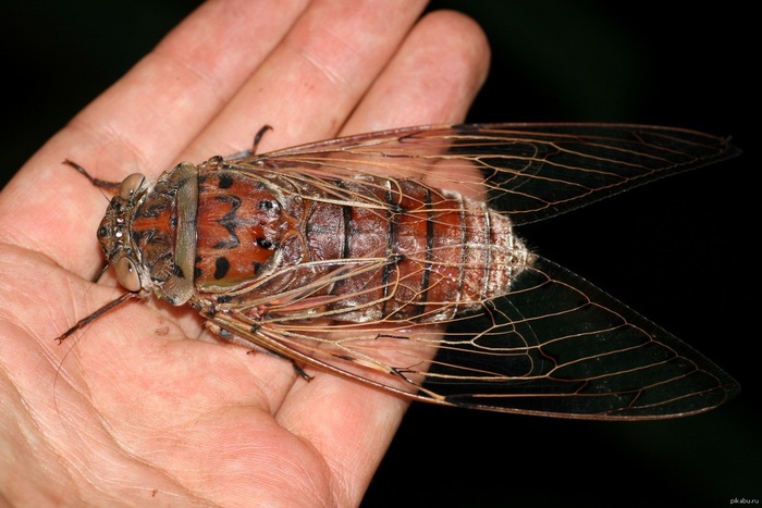 Jungle, grinder and cicadas. - My, Tag, Thailand, Cicada, Jungle, Sound, Scary sounds, Video, Longpost