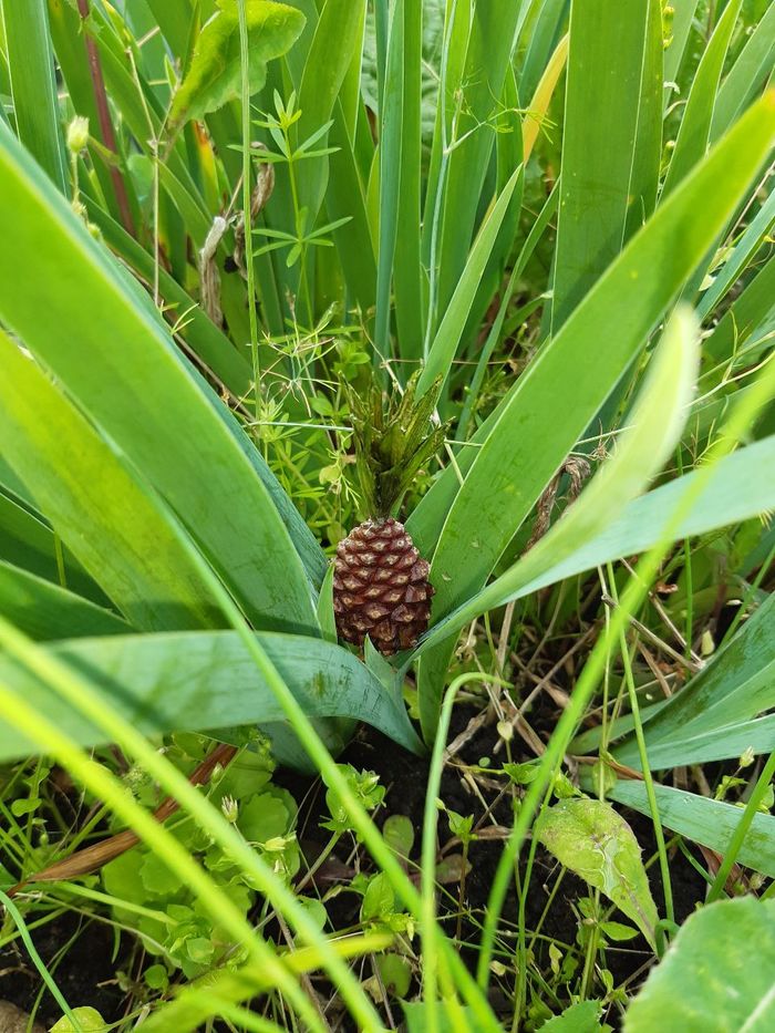 This is how we grew pineapple - My, With your own hands, A pineapple, Imagination, Crafts, Needlework, Longpost