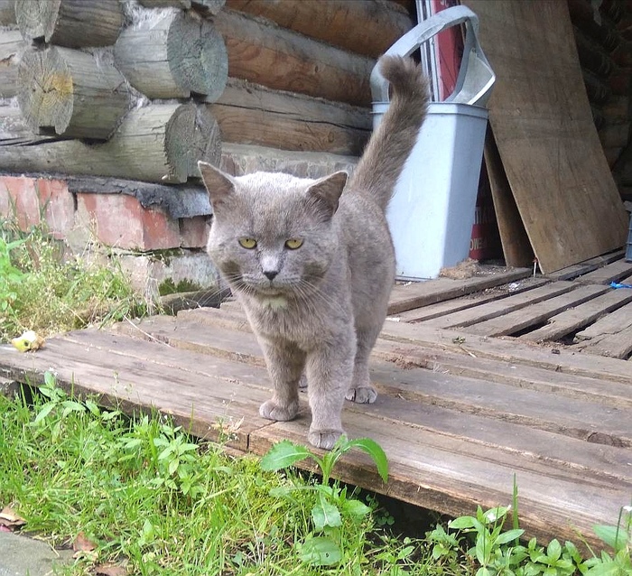 Бездомный красавец ищет дом