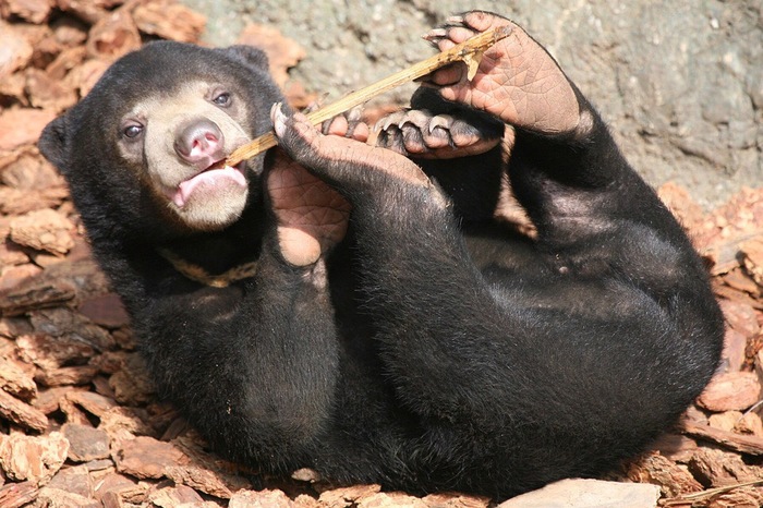 My plans for the weekend. - The Bears, The photo, Milota, Malayan bear