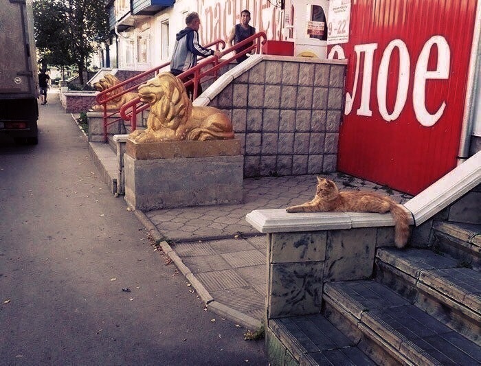 red lion - cat, Catomafia