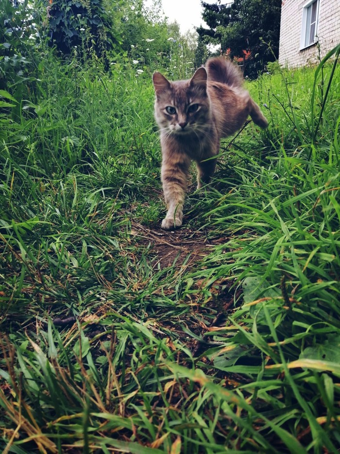 Animals in the yard. - My, The photo, Animals, Longpost, cat