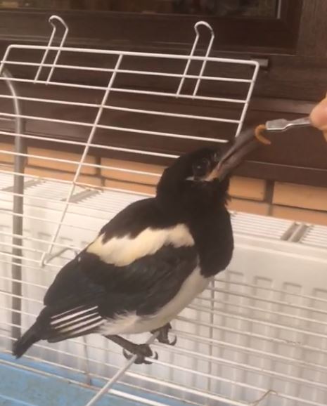 Little Magpie Rescue - My, Longpost, Magpie, Animal Rescue, Video