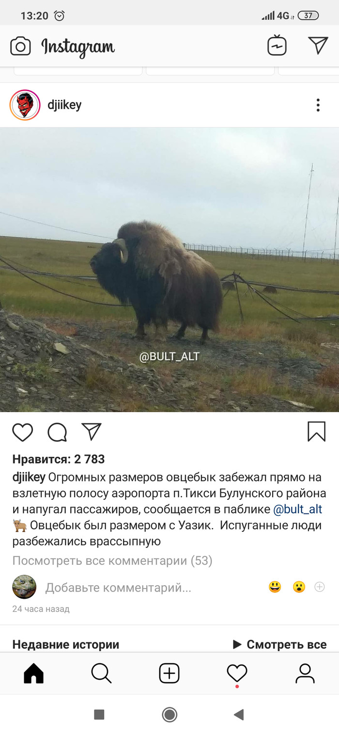 Musk ox in Tiksi - Yakutia, Tiksi, Musk ox, Longpost