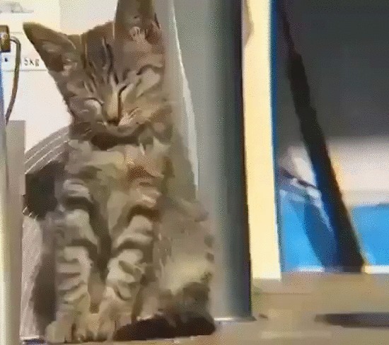Когда всю ночь тусил в клубе Кот, Котомафия, Котята, Домашние животные, Сон, Падение, Webm, Гифка