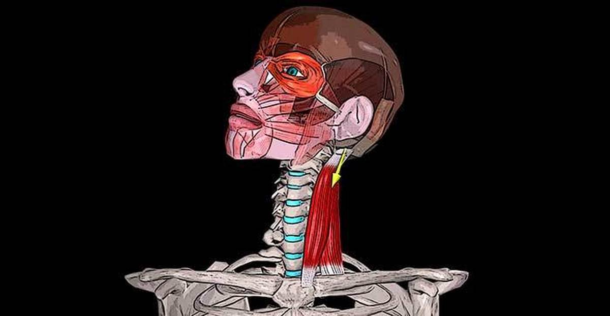 Болит ключичная мышца. ГКСМ анатомия. Грудино сосцевидная мышца. Грудино-ключично-сосцевидная мышца. ГКС мышца.