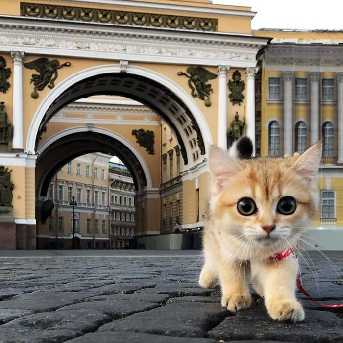 General Staff Juncker - cat, Kittens, General Staff, Saint Petersburg