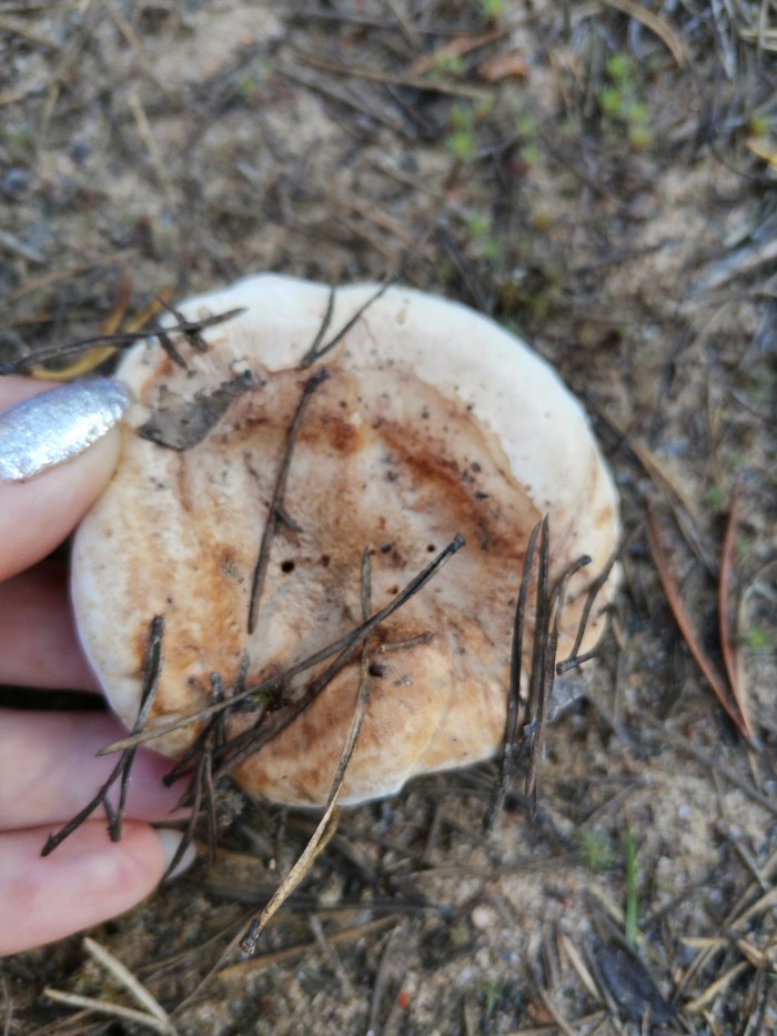 What kind of mushroom? - My, Mushrooms, Question, Longpost