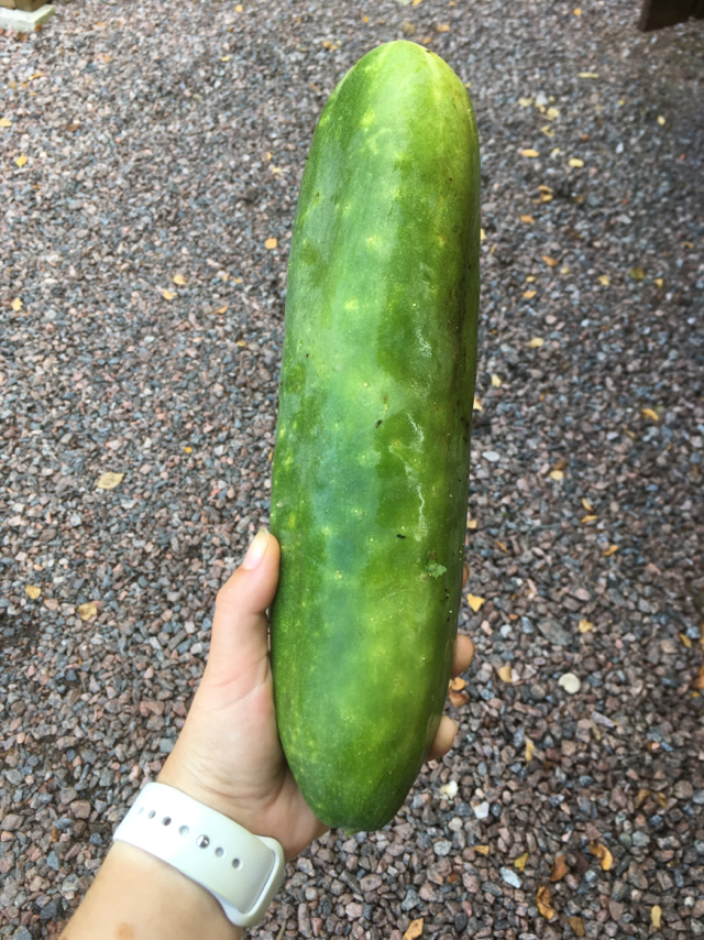 Girl Dreams - Cucumbers, Harvest, Humor, The photo, Garden, Longpost