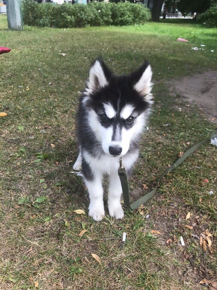 False Hi. - Puppies, Found a dog, Husky, pomsky, Longpost, Dog, No rating, In good hands