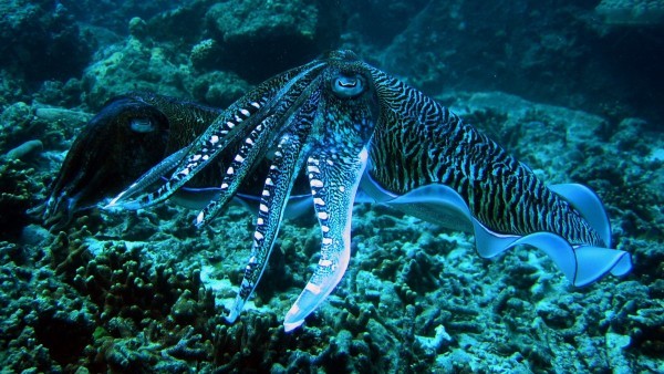 Alternative intelligence of cephalopods - Animals, Clam, Octopus, Cuttlefish, Animal intelligence, Interesting, Invertebrates, Intelligence, Longpost