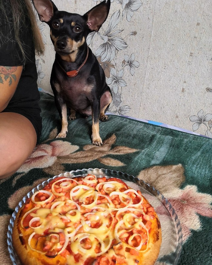 My dog ??didn't eat onions, now he's waiting for the pizza to be left for him - My, Dog, Pizza