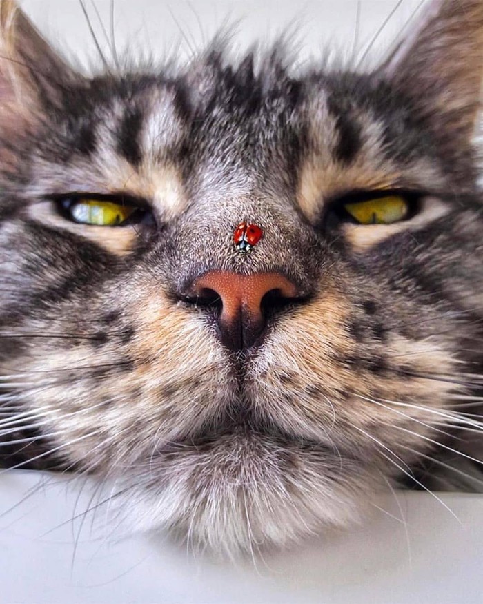 Hello :) - cat, The photo, ladybug