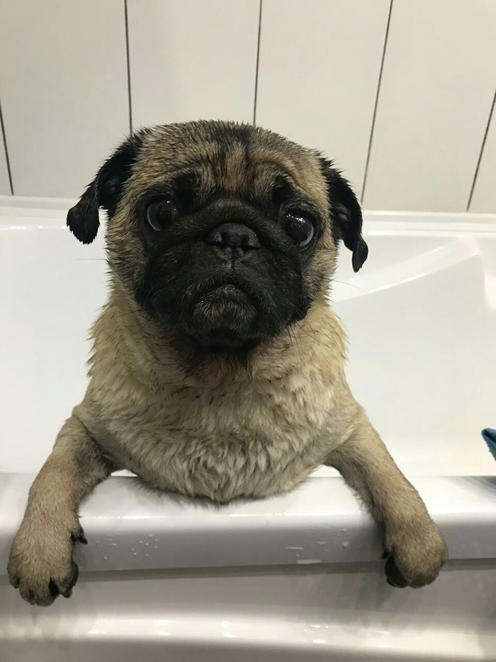 Pug - My, When, Dog, Pug