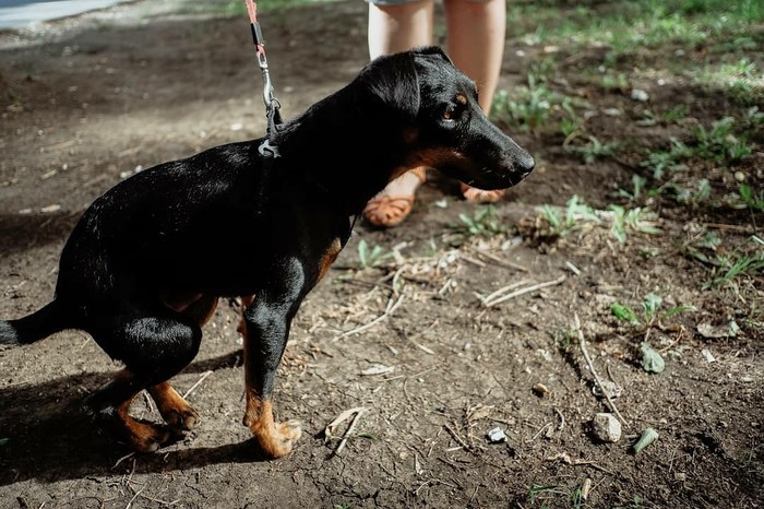 Dogs don't feel disabled - My, Disabled person, Jagd terrier, Longpost, Dog