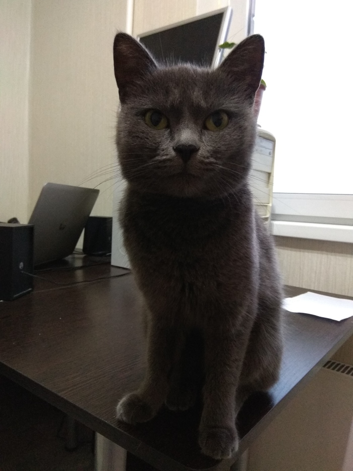 A cat was found in Moscow, Shchukino district. - My, cat, Lost, Found a cat, Longpost, Moscow, Shchukino, British cat, In good hands, No rating