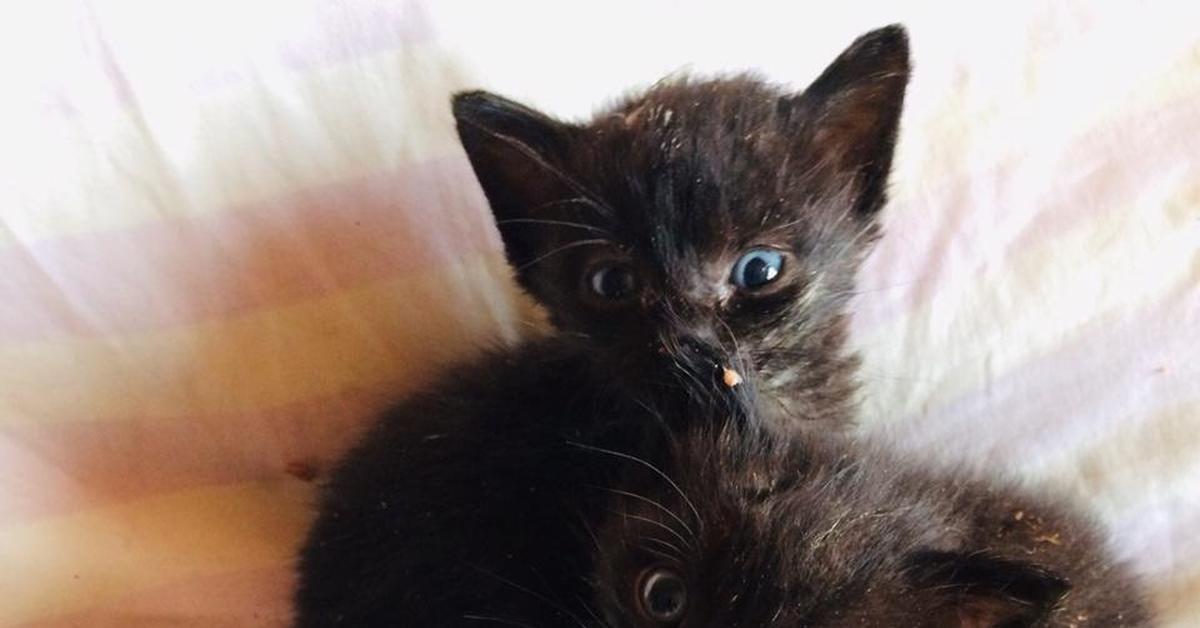 Черный четверо. Черный котенок умазался молоком. Котенок черный аборигенный мальчик Нижневартовск. Владивостокский черный кот. Фото расстроенного чёрного котенка.
