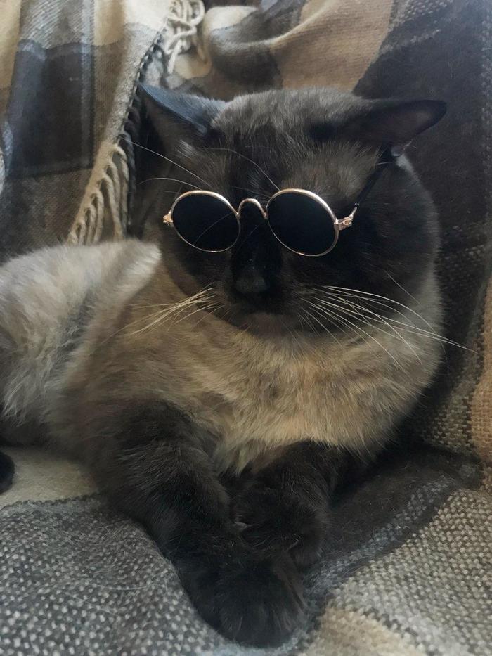 The best $2 investment I've ever made - My, cat, Siamese cat, Glasses, Grigory Leps