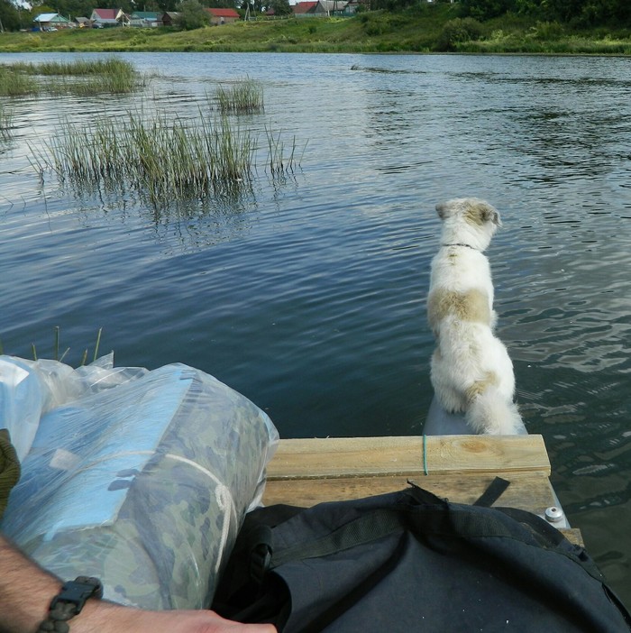 fishing dog - My, Fishing, Dog