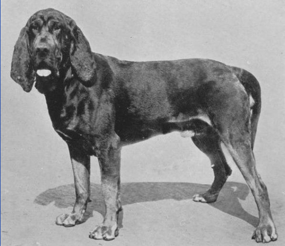 About dog breeds №107. - Dog, Dog breeds, Bloodhound, Hound, Hunting dogs, Longpost