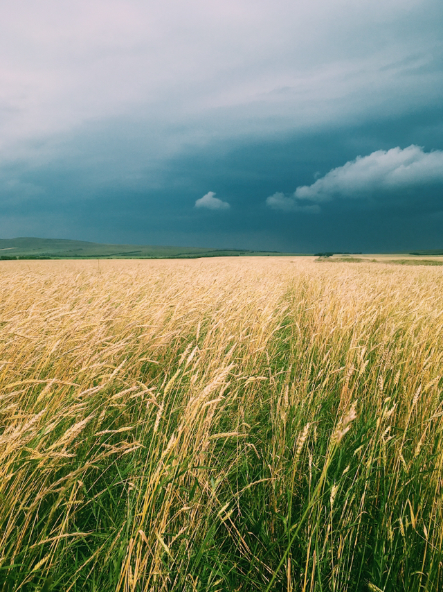 Перед грозой | Пикабу