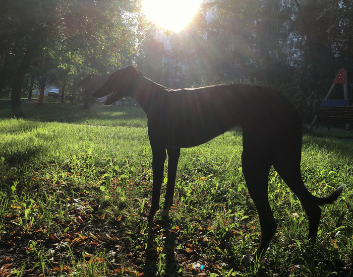 Hunting dog in the city - My, Greyhound, Dog, Hunting, Opinion, Greyhound, English Greyhound