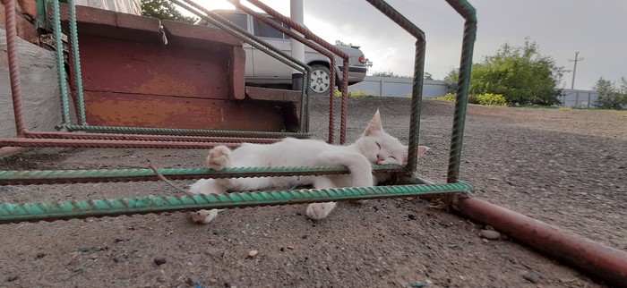 In pursuit of posts about factory cats, our young warehouse - My, cat, The photo