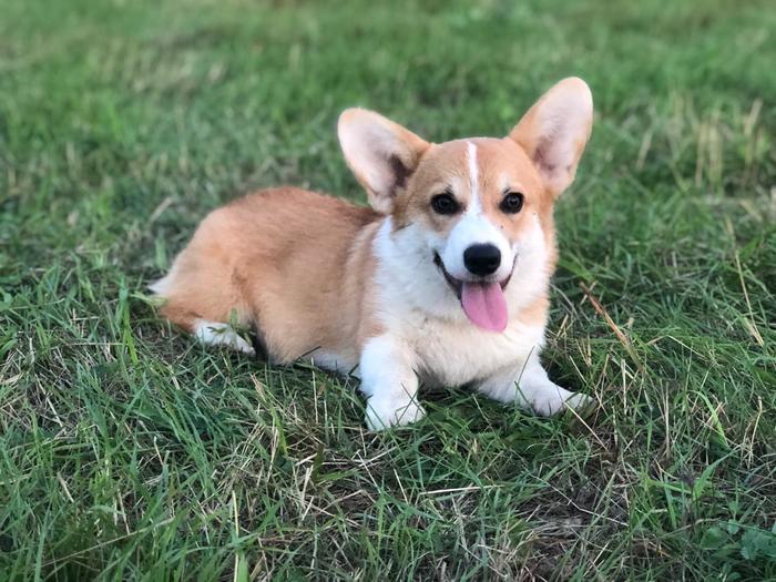 Teddy 5 months - My, Corgi, , Dog, Pets, Friend of human, Longpost, Welsh corgi pembroke