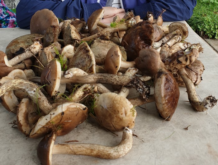 Silent hunt succeeded :) - My, Silent hunt, Boletus, Dubna, Kimry, Mushrooms