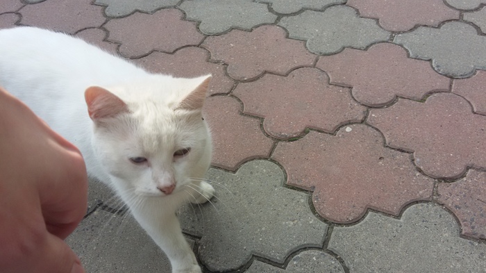 Kote with different colored eyes - Republic of Belarus, cat, Eyes