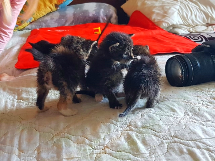 We are looking for a home for kittens rescued from under the bush. - My, cat, In good hands, No rating, Saint Petersburg, Looking for a home, Help, Longpost, Helping animals