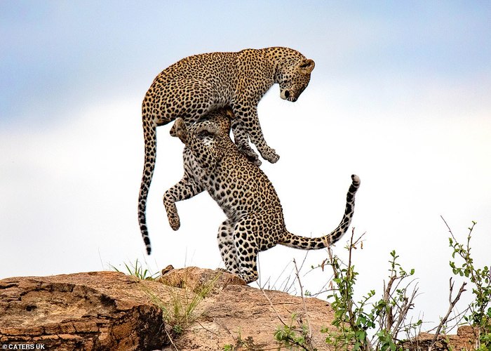 The leopard brothers are playing - Leopard, The photo, In the animal world, Longpost, Big cats, Wild animals