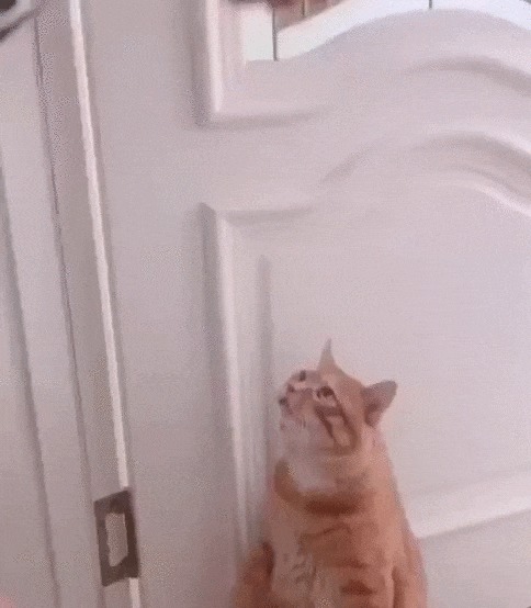 Кот провожает хозяина Кот, Домашние животные, Хозяин, Поцелуй, Ласка, Гифка