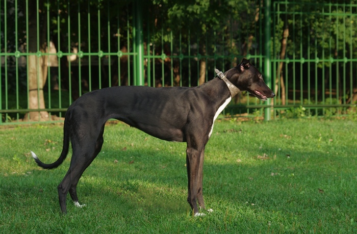 Yesterday we uncovered the television ... - My, Greyhound, Greyhound, The photo, Dog, English Greyhound, Longpost