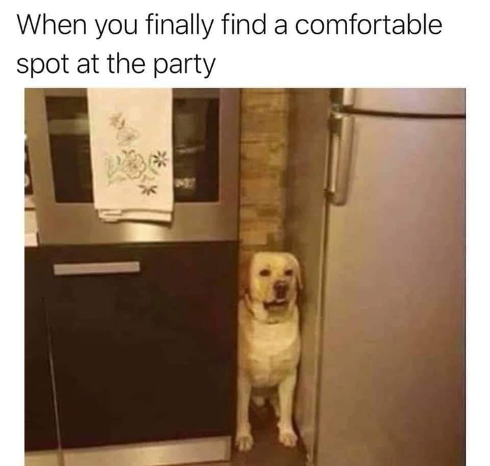 When I found a comfortable seat at a party... - Labrador, Picture with text, Party, Dog, Animals