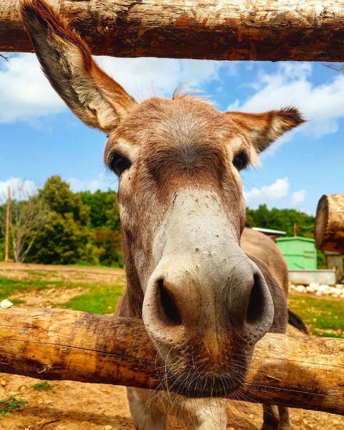 curious donkey - My, Animals, Zoo, Mobile photography