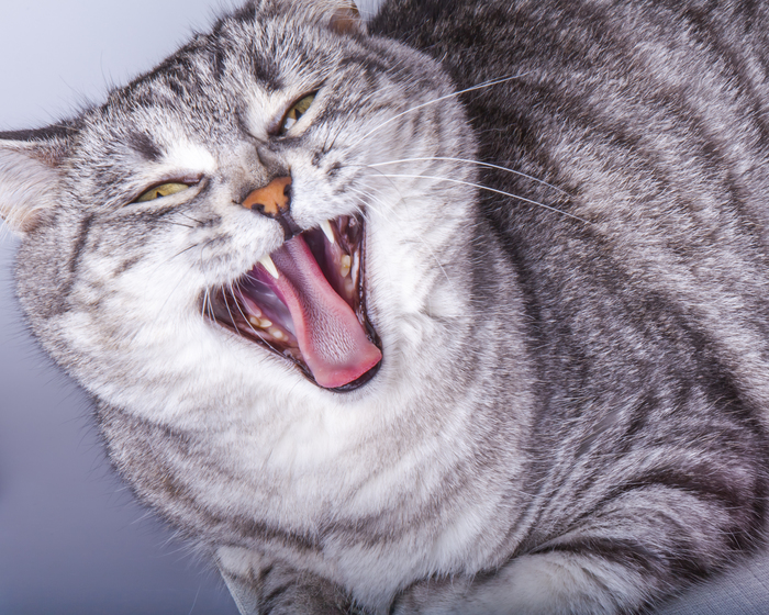 Когда модель не в духе...