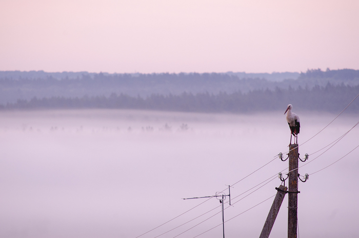 Morning in the village of Kluxy - My, Russia, Village, dawn, Fog, Stork