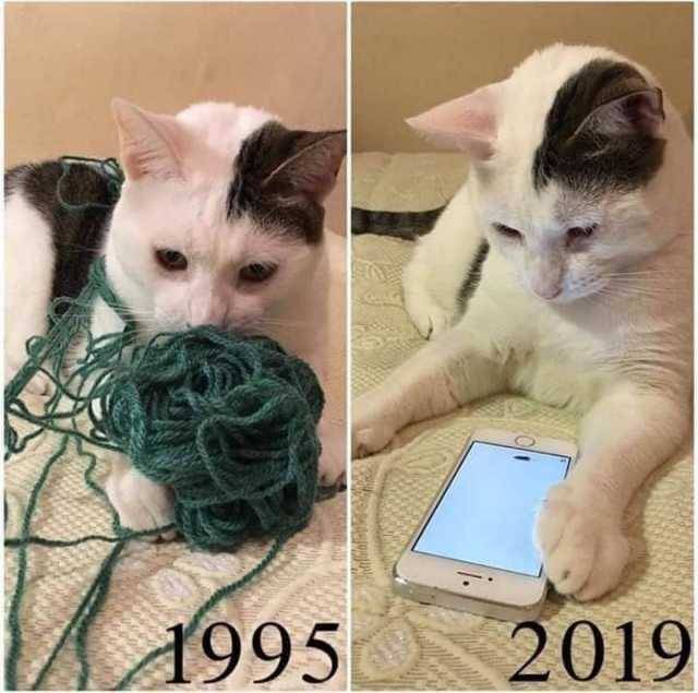 Once we played ball and chased pigeons, but then gadgets and the Internet appeared - Now, Before, Internet, Progress, cat