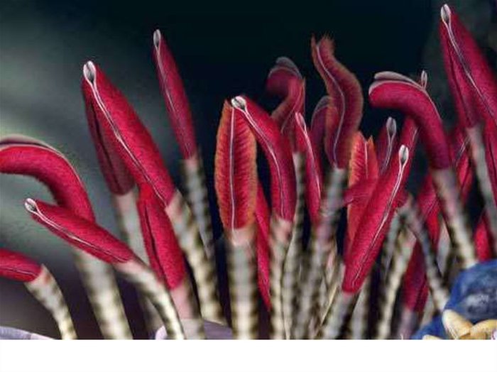 Black smokers of the oceans - Oceanology, Biology, Wonders of nature, Longpost