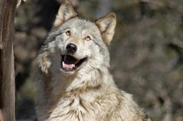 Волк - дикое и опасное животное, которое невозможно приручить - Волк, Смешные животные, Длиннопост