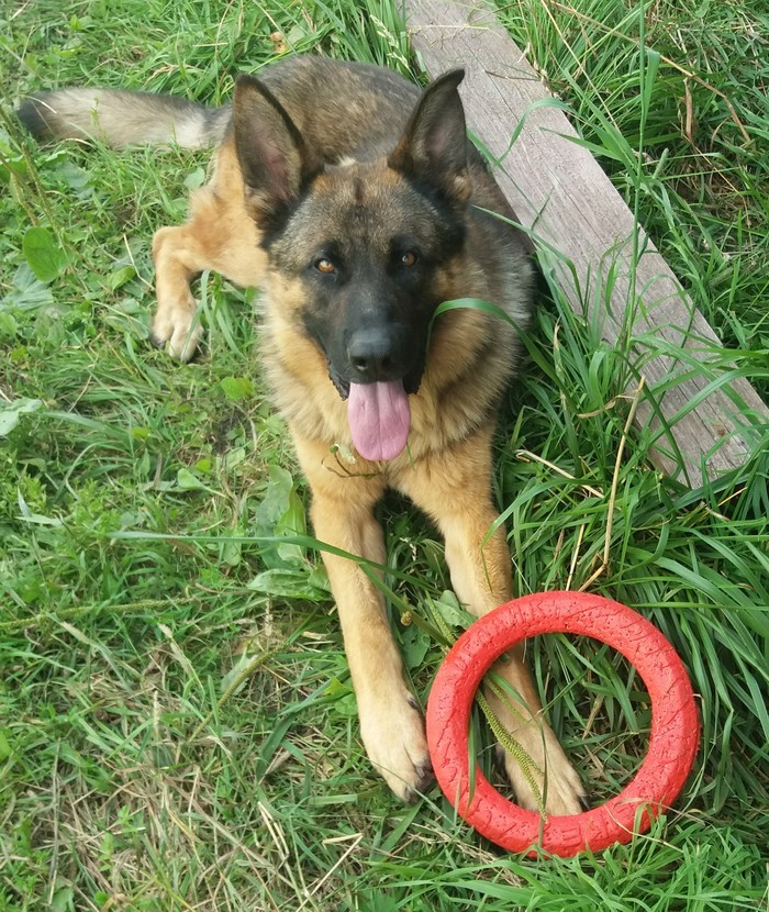 Favorite toy - My, Dog, German Shepherd, Dog breeds