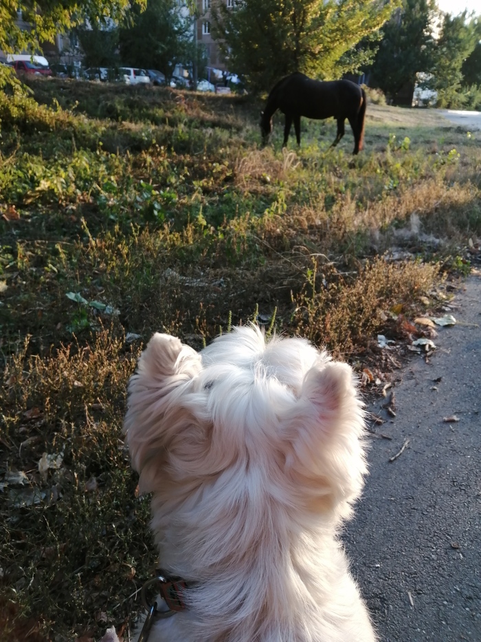 Мама, что это?