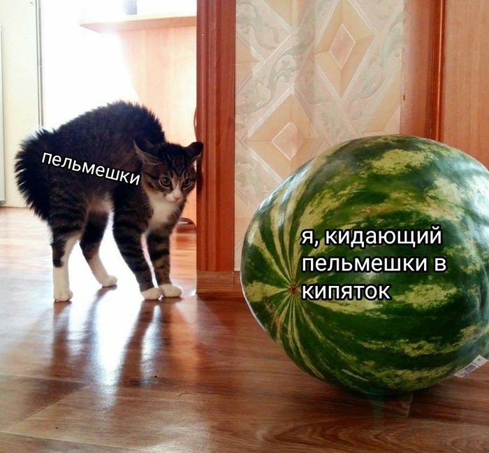 It was like this with everyone. - cat, Memes, Picture with text, Watermelon