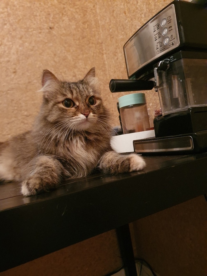 Surgut, Khanty-Mansi Autonomous Okrug help Chewbacca find a home! - My, In good hands, Tricolor cat, Lost, Surgut, cat