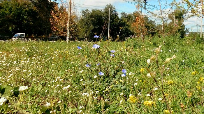 Chicory - My, Chicory, Mowing, The photo, Nature, Flowers