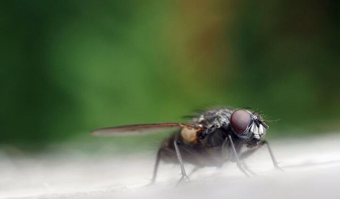 сколько дней живут мухи без еды