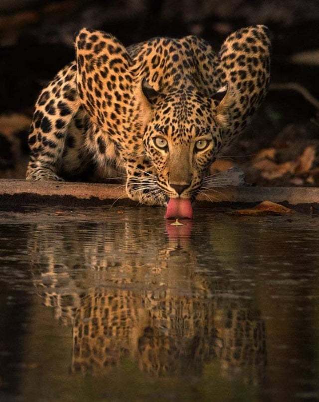Thirst - Leopard, Waterhole, Cat family, Animals